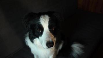 rolig porträtt av valp hund gräns collie Sammanträde på soffa inomhus. söt sällskapsdjur hund vilar på soffa på Hem. sällskapsdjur djur- liv begrepp. foto