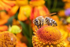 honungsbi täckt med gul pollen drick nektar, pollinerande blomma. inspirerande naturliga blommor våren eller sommaren blommande trädgård bakgrund. liv av insekter, extrem makro närbild selektiv fokus foto