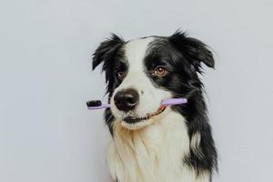 söt smart rolig hundvalp border collie håller tandborste i munnen isolerad på vit bakgrund. munhygien hos husdjur. veterinärmedicin, hund tänder hälso-och sjukvård banner. foto