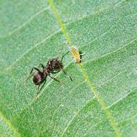 myra skötsel ett bladlus på blad av valnöt träd foto