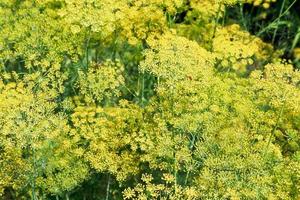 naturlig bakgrund från blommande dill foto