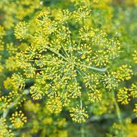 ovan se av blomning dill örter i trädgård foto