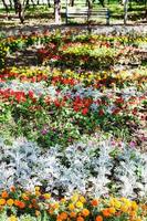rabatt med dianthus blommor och jacobaea växt foto