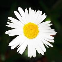 färsk oxöga daisy blomma stänga upp foto