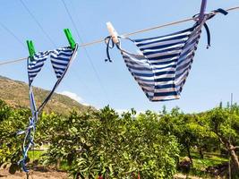 simma kostymer torr i citrus- trädgård i sicilien foto