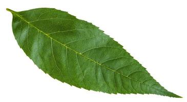 grön blad av fraxinus träull träd isolerat foto