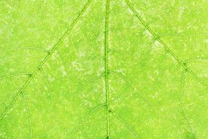 textur av färsk grön lönn blad stänga upp foto