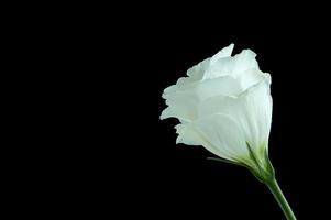 vacker vit blomma foto