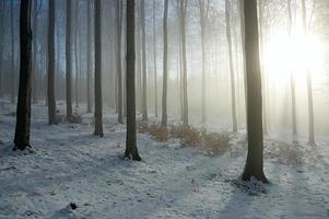 Sol och bok skog foto