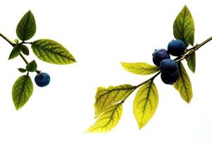 blåbär och gren foto