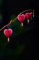 blödande hjärta blommor foto