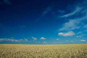 vete fält och blå himmel foto