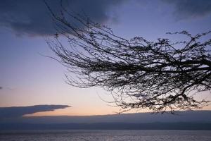 träd brunch på död- hav solnedgång foto