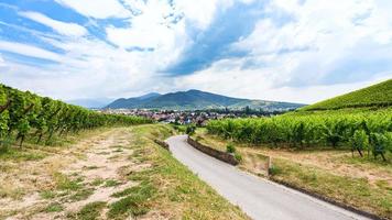 väg till by mellan grön vingårdar i Alsace foto