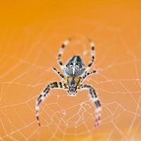 topp se av Spindel på spindelnät foto