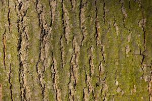 naturlig, textur av röd ek träd bark. foto