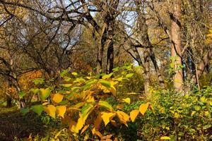 gyllene höst landskap med en trevlig träd, faller löv, klar blå himmel och de Sol lysande varmt foto
