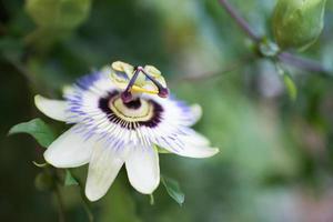 passiflora caerulea, känd som blå passionsblomma, blåkrona passionsblomma eller allmänning passionen blomma foto