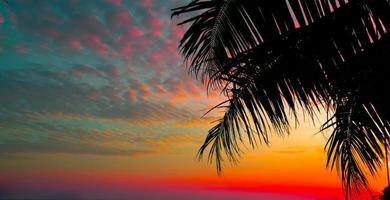handflatan träd på solnedgång av skön en tropisk strand på rosa himmel bakgrund som sommar foto