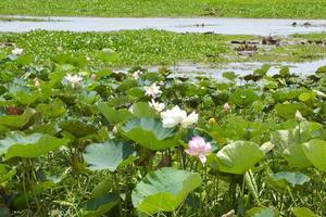 fält vit och rosa lotus i sjö och grön löv lotus i sydlig thailand foto