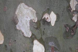 närbild av platan träd skorpa, bark av platan, textur, gammal trä, mönster, naturlig plan träd kamouflage material, organisk texturerad yta. foto
