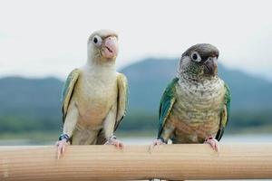 två grön kind conure par turkos gulsidig och ananas Färg på himmel och berg bakgrund, de små papegoja av de släkte pyrrhura, har en skarp näbb. foto