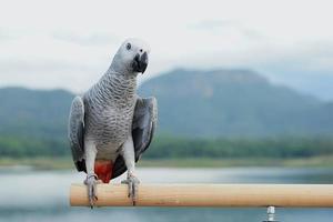 afrikansk grå papegoja psittacus erithacus på en abborre en suddig naturlig bakgrund foto