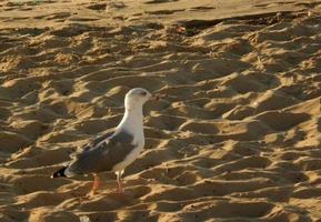 fiskmås gående på de sand foto