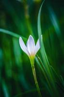 skön vit snöflinga blommor mot en suddigt grön blad bakgrund. foto