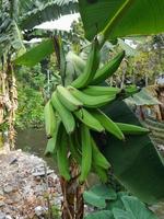 färsk omogen banan, UPPTAGITS tropisk frukt grön bakgrund, närbild foto