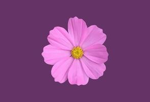isolerade rosa kosmos blomma med urklippsbanor. foto