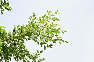 isolerat ficus benjamina grenar och löv med klippning stigar. foto