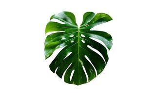 isolerat monstera deliciosa blad med klippning stigar. foto