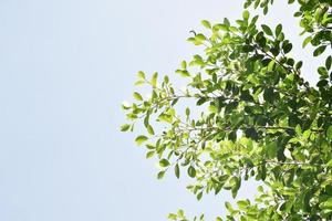 ficus benjamina grenar och löv med molnig och blå himmel bakgrund. foto