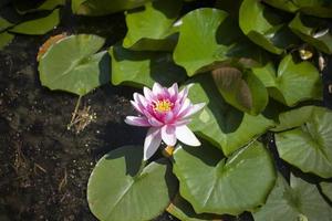 lilja i träsk. lotus på damm. skön natur. foto