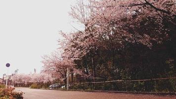 körsbär blommar är blomning i en by i Kyoto. foto