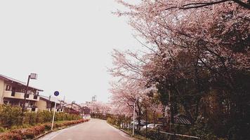 körsbär blommar är blomning i en by i Kyoto. foto