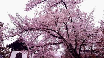 körsbär blommar är blomning i en by i Kyoto, foto