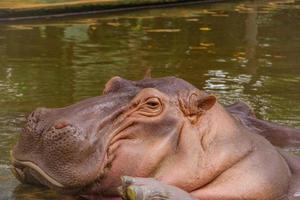 flodhäst. de flodhäst är en stor foto