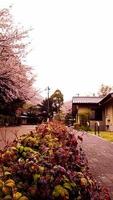 körsbär blommar är blomning i en by i Kyoto. foto