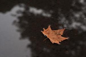 brun dired lönn blad flytande på en grund damm i höst foto