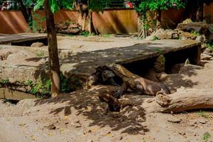 komodo drake. de största ödla i de värld. de komodo drake är ett djur- skyddade förbi de indonesiska regering. foto