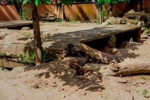 komodo drake. de största ödla i de värld. de komodo drake är ett djur- skyddade förbi de indonesiska regering. foto