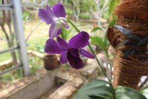 närbild av skön lila larat orkide blommor i de trädgård. med de latin namn dendrobium bigibbum. foto