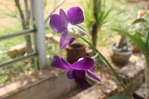 närbild av skön lila larat orkide blommor i de trädgård. med de latin namn dendrobium bigibbum. foto