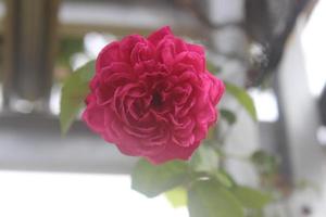 närbild av skön rosa ro i trädgård på suddig bakgrund. latin namn är rosa chinensis. foto