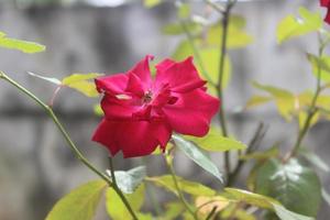 närbild av skön röd ro i trädgård på suddig bakgrund. latin namn är rosa chinensis. foto