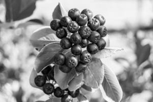 fotografi på tema skön bär gren aronia buske foto