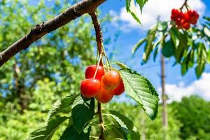 fotografi på tema skön frukt gren körsbär träd foto