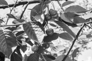 fotografi på tema skön frukt gren körsbär träd foto